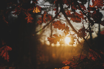 Beautiful autumn leaves in evening sun light. Autumnal background. Beautiful oak tree branches with brown leaves in sunset rays in autumn woods. Space for text