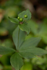 Indian Cucumber-root