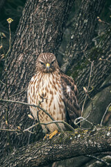 Hawk Perched on Branch of Tree. Facing Camera.