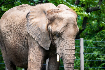 Obraz premium Elephant