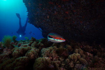 A diver face down while observing a mediterranean meerjunker fish at Tabarca Island in Alicante, Spain