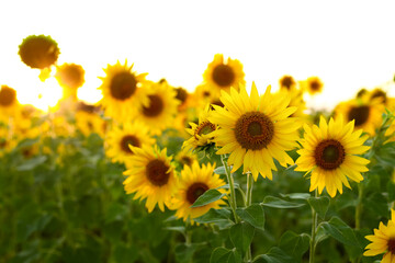  field of sunflowers, sunflowers in the field, sunflower field in summer