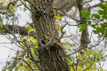 Great Crested Flycatcher (Myiarchus crinitus) during nesting