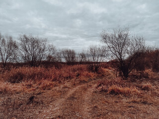 trees in the field