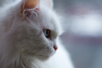 portrait of a cat