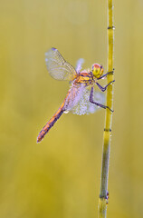  Ruddy darter on a straw with dew 