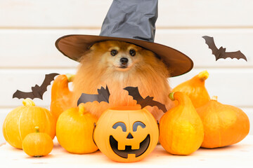 Halloween Pet. Cool dog ginger orange spitz witch costume in black hat with pumpkin, Jack o Lantern...