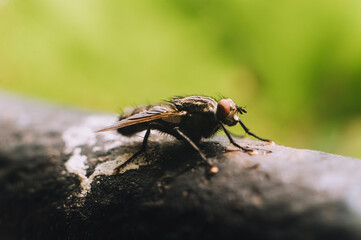 Large fly, insect sits on a metal pipe close-up. Macro photography.