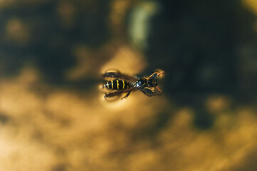 A small, drowned, dead wasp swims in the water.