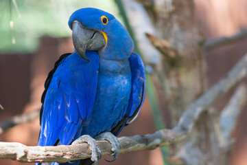 blue and yellow macaw