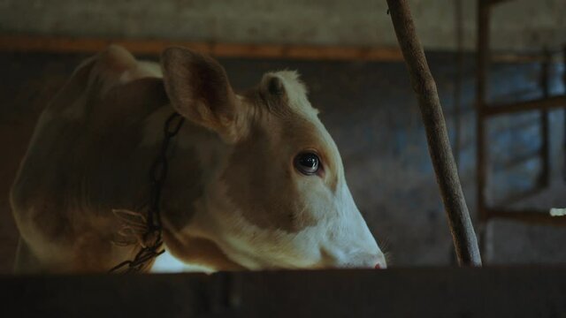 The white cow begins to moan because she wants to be fed