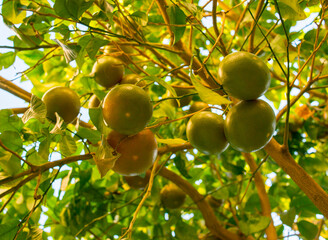 green orange fruits grow on a branch