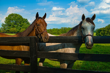 A pair of horse looking over a fence