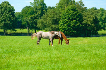 A pair of horses grazing in a field