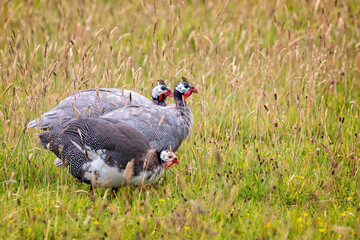 Close up of a group of 3 Guinea Fowl in field in Cornish countryside
