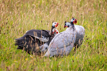 Close up of a group of 4 Guinea Fowl in field in Cornish countryside