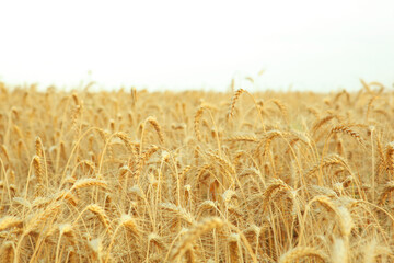Wheat field close up with place for text