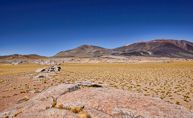 Gold carpet on the high altiplano of the Atacama Desert, San Pedro de Atacama, Chile