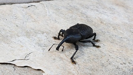 Homalinotus coriaceus Molytinae - Broca-do-cacho-do-coqueiro beetle
