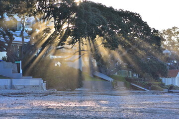 Evening sunrays penetrating from behind pohutukawa trees bringing light onto beach sand in front of coastal homes.