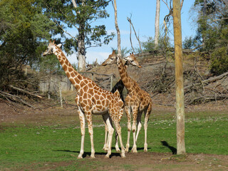 group of three giraffes