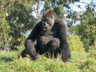 gorilla open mouth