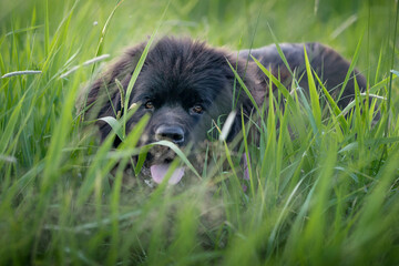 Pies rasy nowofunland w wysokiej trawie