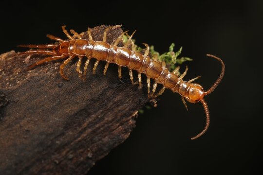 Chilopoda Bilder Durchsuchen 15,236 Archivfotos, und