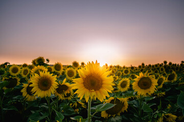 Sunset in a field of sunflowers