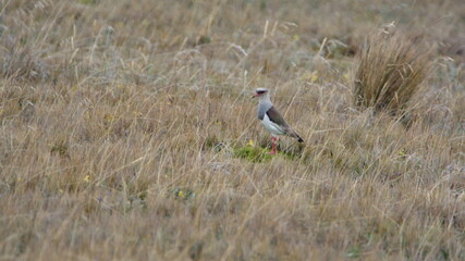 Andean lapwing (Vanellus resplendens) in a field at Antisana Ecological Reserve, Ecuador