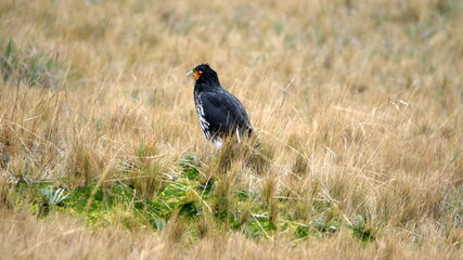 Carunculated caracara (Phalcoboenus carunculatus) in a field at Antisana Ecological Reserve, Ecuador
