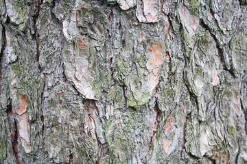 texture of a pine tree 