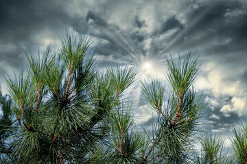 Branches of a pine tree with needles against a dramatic sky with clouds and sun rays