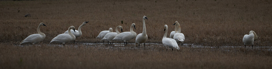Scenic swan birds in field