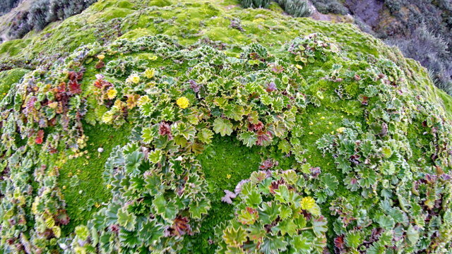 Close up of paramo vegetation at Antisana Ecological Reserve, Ecuador