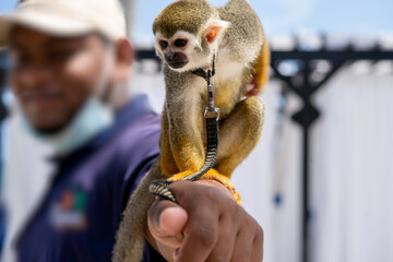 small monkey on a leash