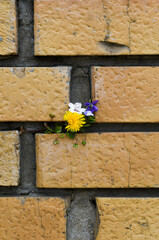 flowers in a brick wall