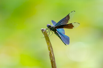 Structural colored dragonfly
