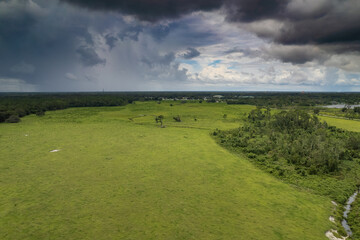 Fototapeta na wymiar Cloudy day over cows grazing in a field