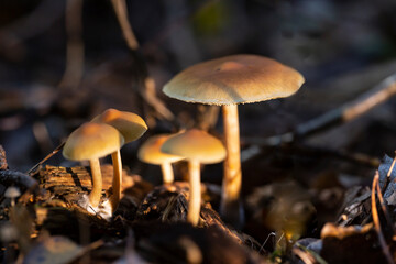 Defocused Kuehneromyces mushrooms