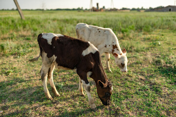 Naklejka na ściany i meble White and white-brown cows in the pasture. In the spring, cows graze on the green field of the farm.