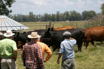 Great and amazing cattle of argentina