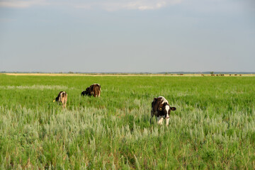 Three cows in the pasture. In summer, cows graze on the green field of the farm.
