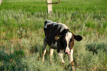 White-brown cows in the pasture. In summer, cows graze on the green field of the farm.