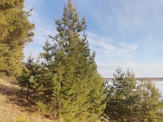 Fototapeta premium trees in the forest