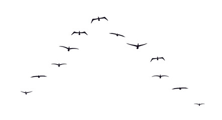 Black flying birds flock silhouette. Flat vector illustration isolated on white