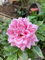 pink rose in garden