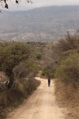 Obraz premium Camino