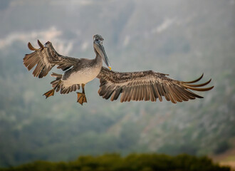 BROWN PELICAN ABOUT TO LAND CARMEL CALIFORNIA