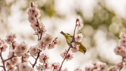 梅とメジロ　ウメジロウ　背景　テキストスペース　壁紙